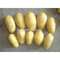 Shandong Tengzhou production organique holland frais pommes de terre